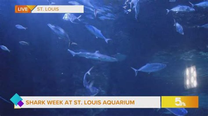 Check out the ‘Love Bites’ event at the St. Louis Aquarium – FOX 2