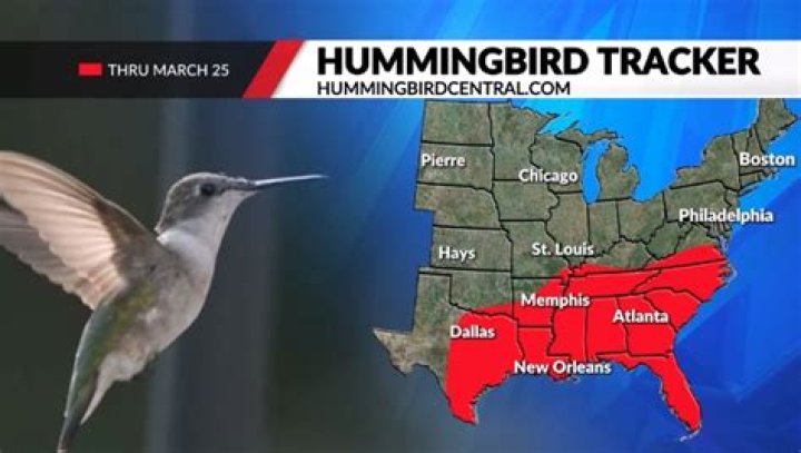 Hummingbirds spotted near St. Louis