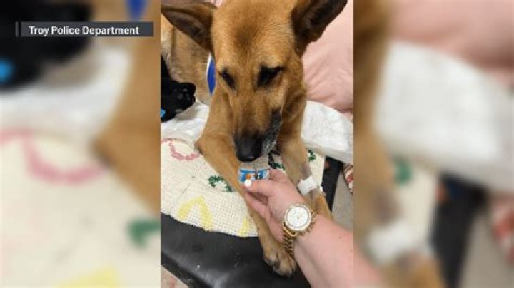 Police Dog Stabbed with a Screwdriver After Trying to Save his Handler: Watch Leaked Video