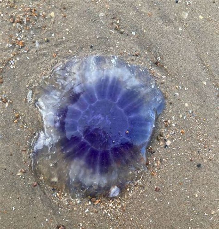 Warning over 'killer' jellyfish that look like 'plastic bags' set to invade UK beaches